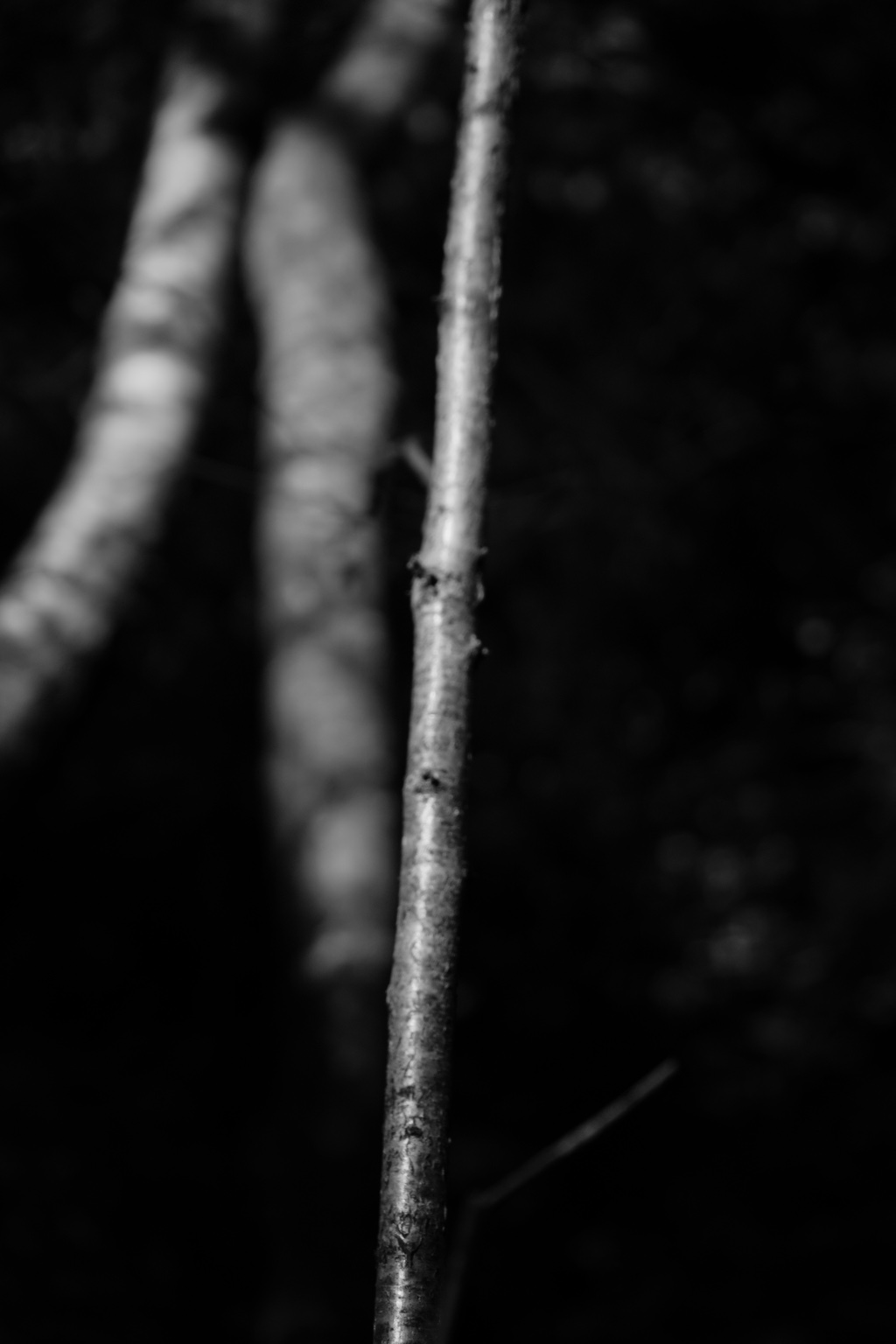 Field Notes, 2025 — branch detail