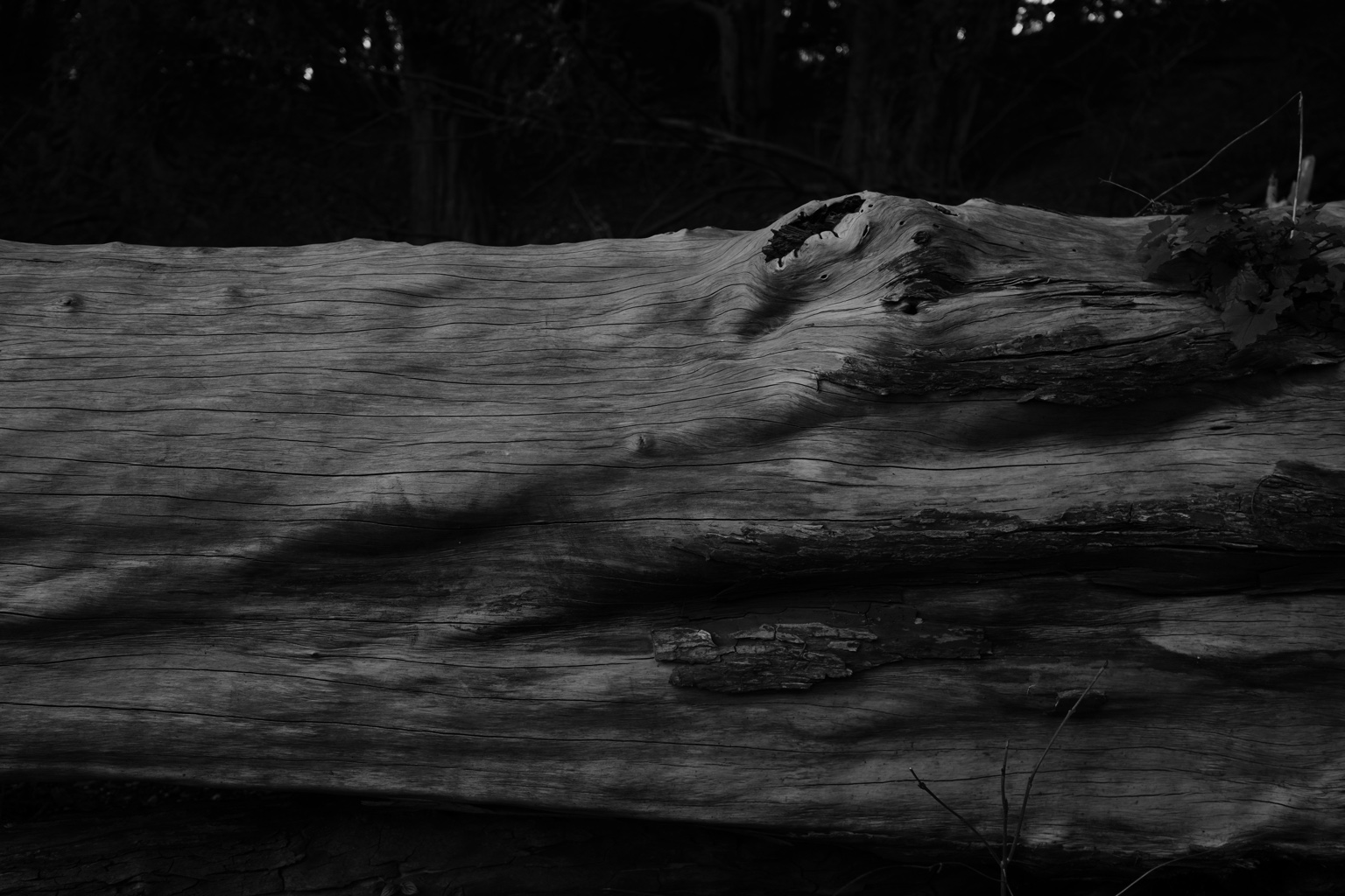 Field Notes, 2025 — weathered wood surface