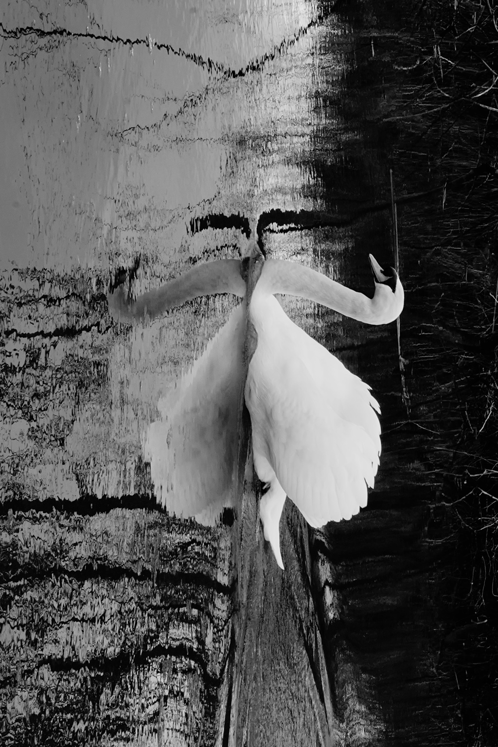 Field Notes, 2025 — swan and reflection