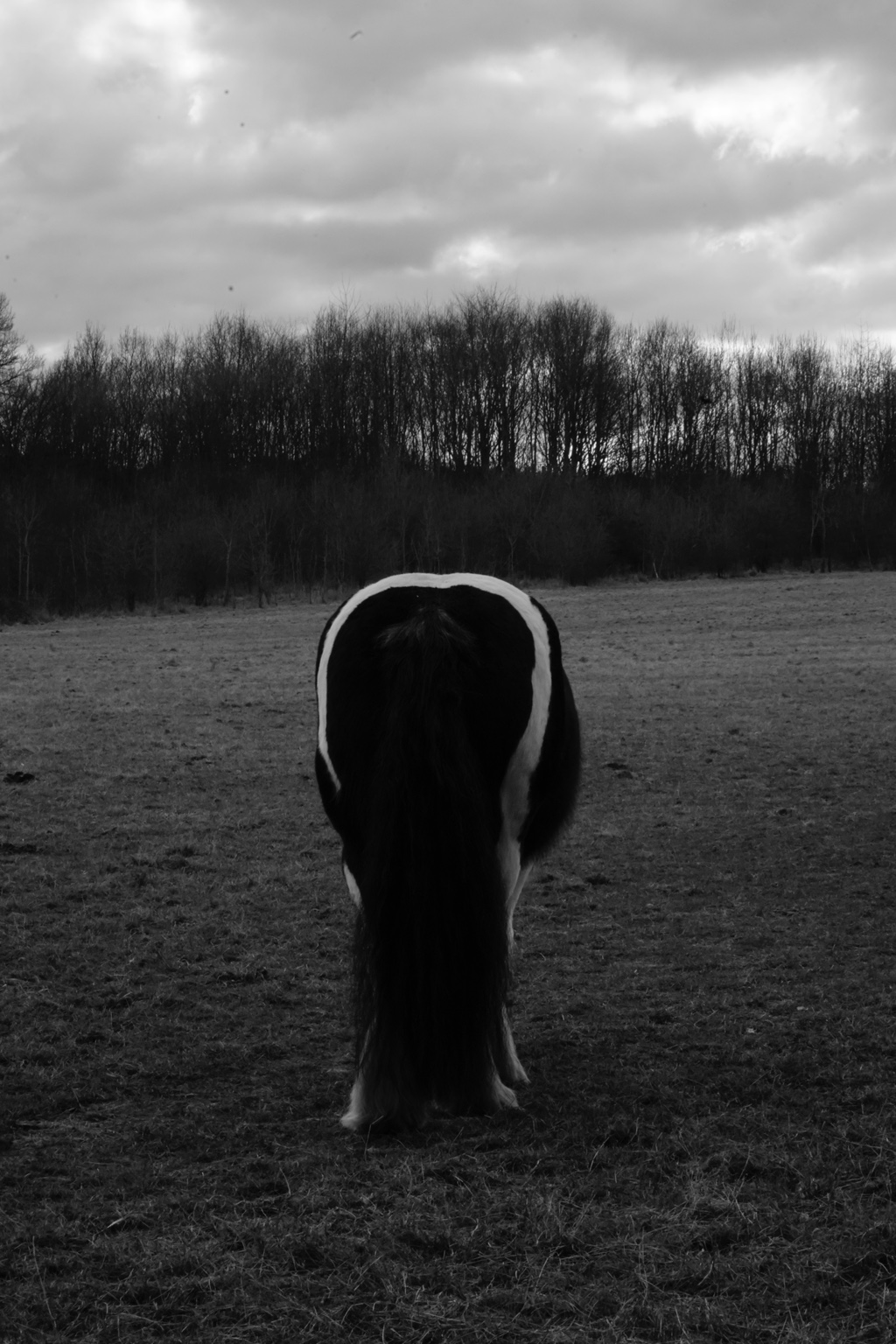 Field Notes, 2025 — horse seen from behind